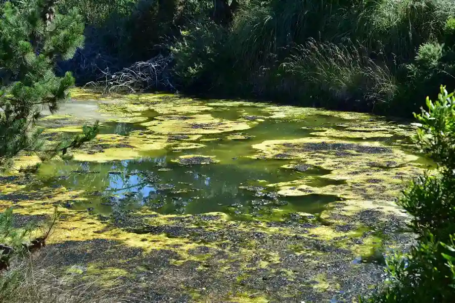 Pond Maintenance After Heavy Rainfall in Knoxville, TN Pond Maintenance After Heavy Rainfall in Knoxville, TN